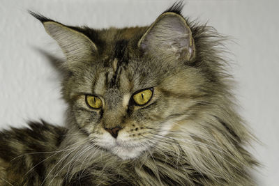 Close-up portrait of a cat