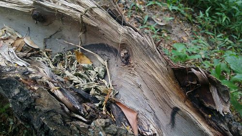 Close-up of lizard on tree trunk