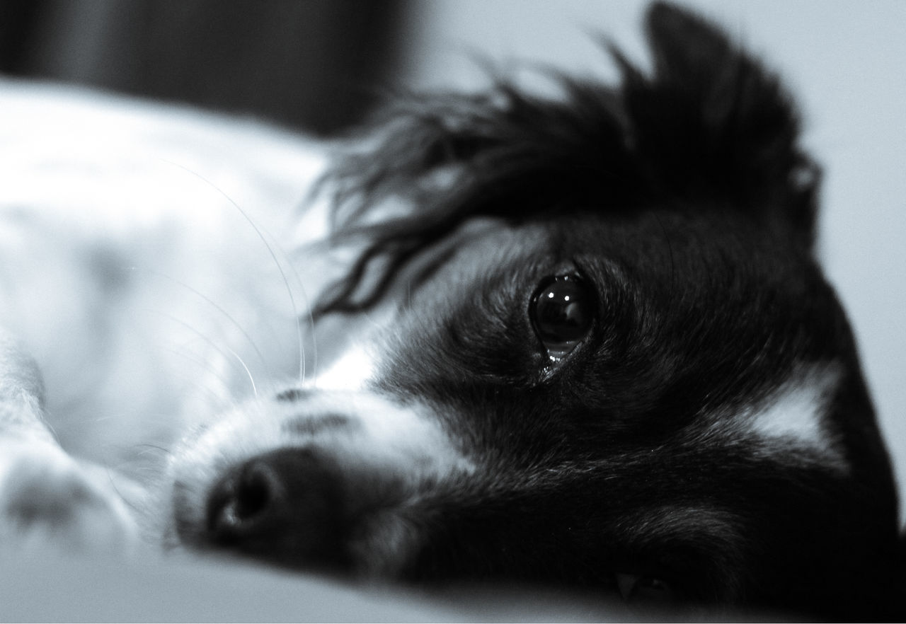 dog, pets, one animal, domestic animals, animal themes, mammal, looking at camera, close-up, indoors, portrait, no people, day