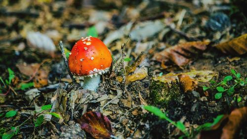 Close-up of fly agaric mushroom