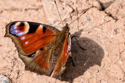 Close-up of butterfly