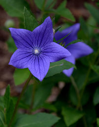 Close-up of purple flowering plant