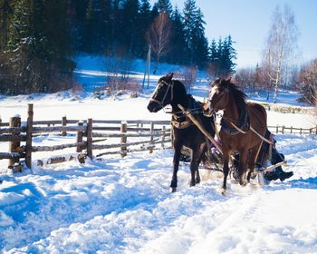 Horses pulling cart during winter