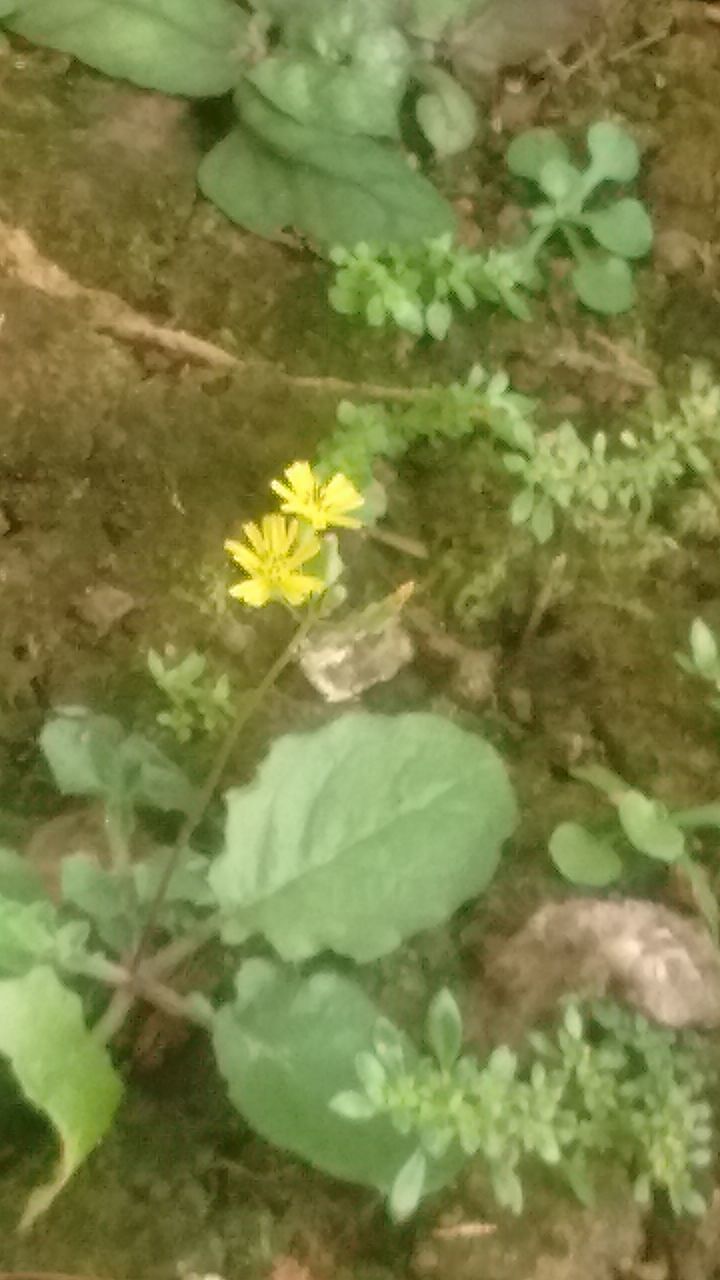 flower, growth, leaf, freshness, yellow, plant, fragility, petal, beauty in nature, nature, close-up, green color, flower head, blooming, selective focus, high angle view, growing, in bloom, botany, no people