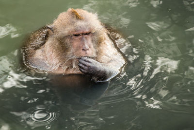 High angle view of long-tailed macaque in lake