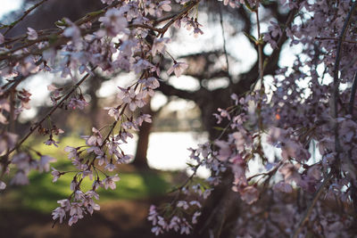 Close-up of cherry blossoms in spring
