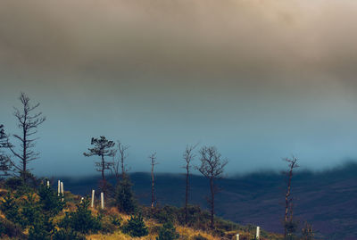 Plants growing on land against sky