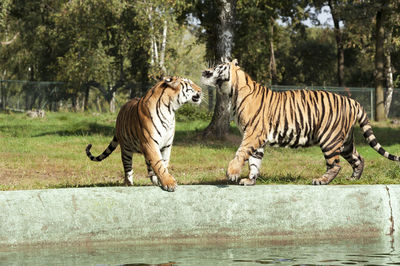 Adult tigers play with water