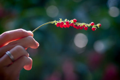 Close-up of hand holding red plant