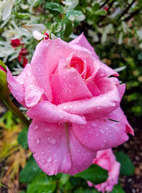Close-up of wet pink rose blooming outdoors