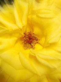 Full frame shot of yellow flower