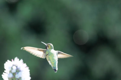 Close-up of a bird flying