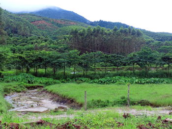 Scenic view of green landscape against sky