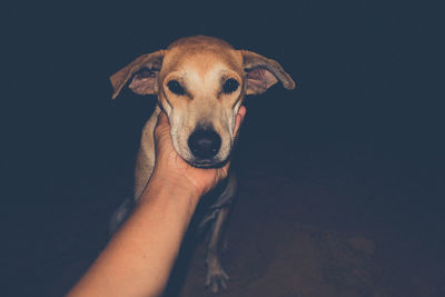 Close-up of hand holding dog against clear blue sky