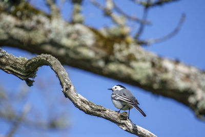 Wagtail bird on a tree branch