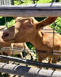 Close-up portrait of cow standing on railing