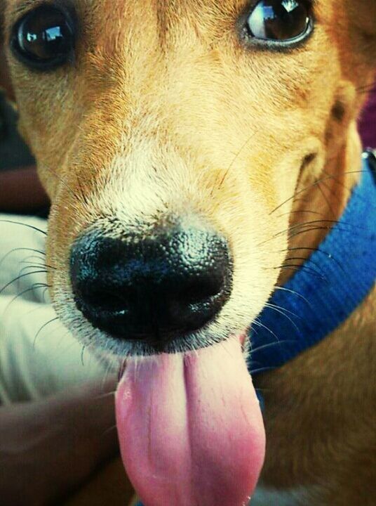 domestic animals, one animal, animal themes, pets, dog, mammal, animal head, close-up, animal body part, part of, portrait, snout, indoors, animal nose, looking at camera, focus on foreground, pampered pets, one person