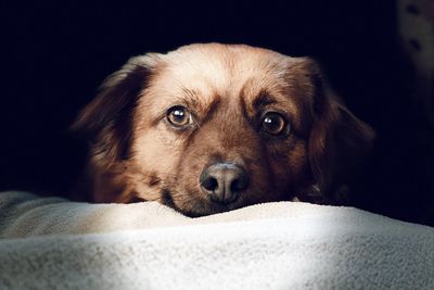 Close-up portrait of dog