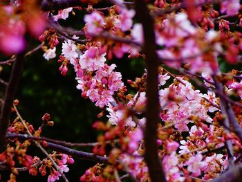 Close-up of pink cherry blossoms in spring