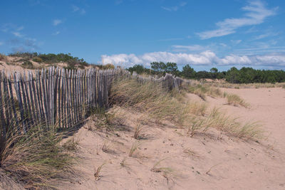 Sand dune nearby the phare of la coubre