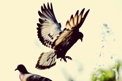 Close-up low angle view of bird