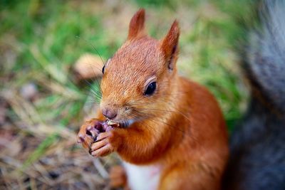 Close-up of squirrel