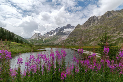 Purple flowering plants by mountains against sky