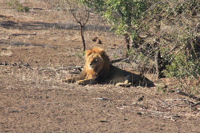 Lion relaxing on field