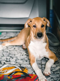 Portrait of dog relaxing on bed at home