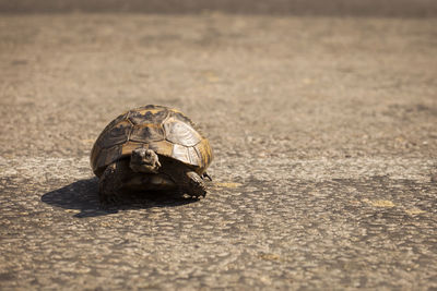 Close-up of turtle on ground