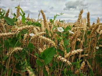 Close-up of wildflowers growing on field against sky