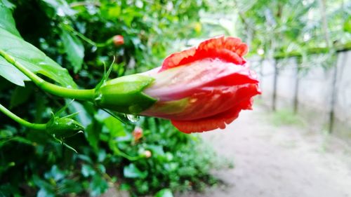 Close-up of red flower blooming outdoors
