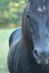 Close-up of horse