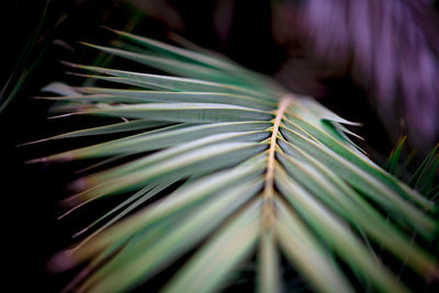 Close-up of green leaves