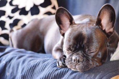 Close-up of dog sleeping on bed at home