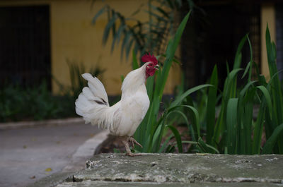 Close-up of white bird