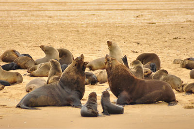 Seals resting at namib desert