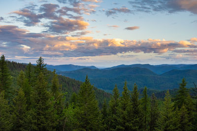 Scenic view of pine trees against sky during sunset
