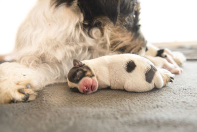 Close-up of puppy sleeping