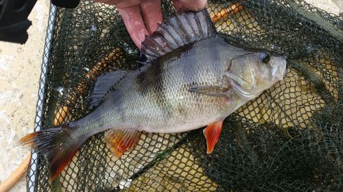 Cropped image of fisherman touching fish in net