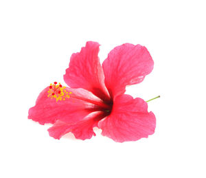 Close-up of red hibiscus against white background