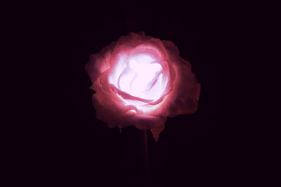 Close-up of pink rose against black background