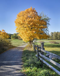 Trees on field against clear sky during autumn