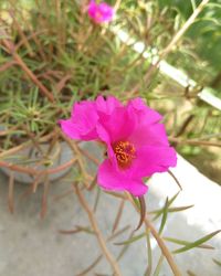 Close-up of pink flower blooming outdoors