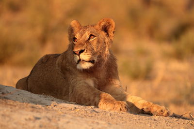 Young male lion looking up, portrait