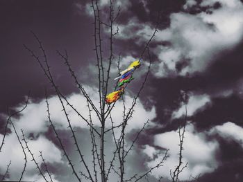 Multi colored bare tree against sky