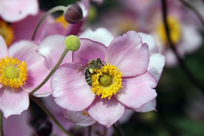 Close-up of honey bee on pink flowering plant