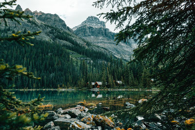 Scenic view of lake in forest