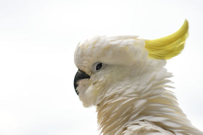 Close-up of a bird against white background