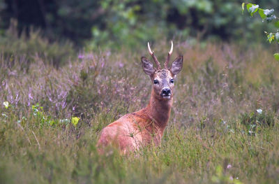 Portrait of an animal on field